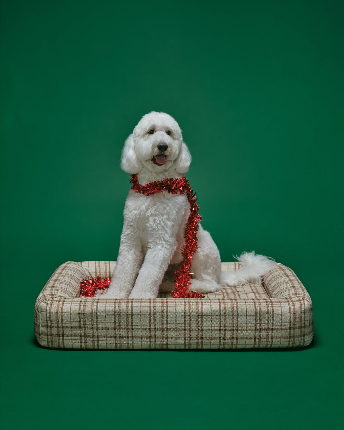 pet_bed_large