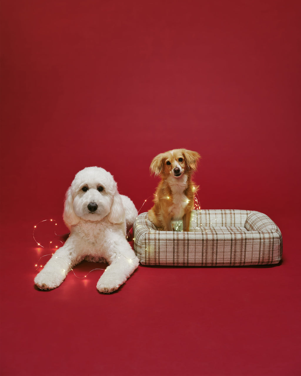 pet_bed_small